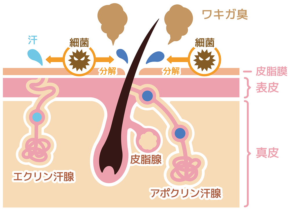 「アポクリン腺」が分泌する汗